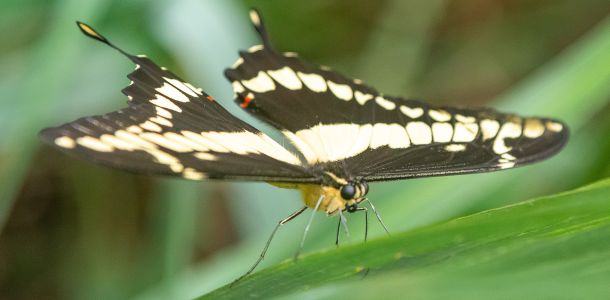 elmarco.nl dierentuin img