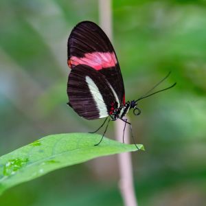 elmarco.nl dierentuin img