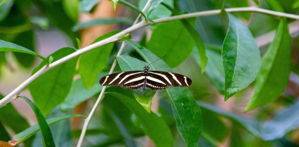 elmarco.nl dierentuin img